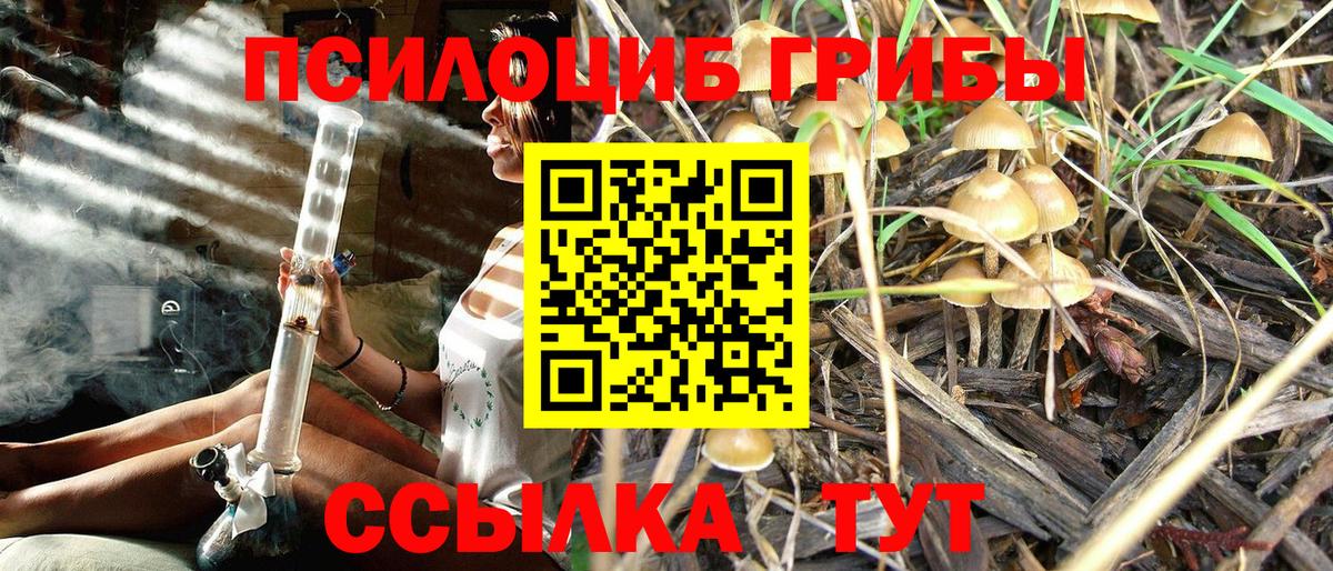 Галлюциногенные грибы Psilocybe Омск